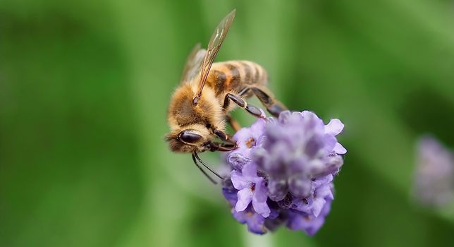 Macro of a honey bee on a lavender flower