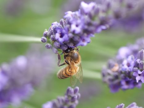 Macro of a honey bee on a lavender flower