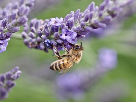 Macro of a honey bee on a lavender flower