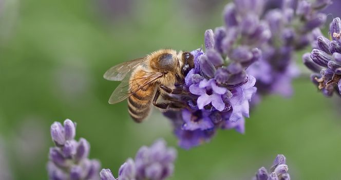 Macro of a honey bee on a lavender flower