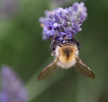 Macro of a humble bee on a lavender flower