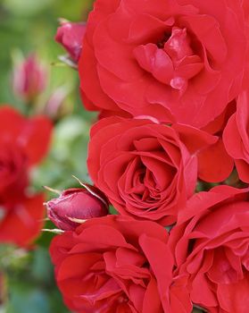 Macro of blooming red roses in a garden