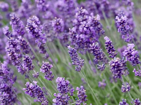 Blooming lavender flowers in a garden