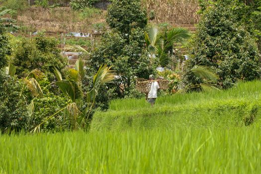 Farmers carry rice on their shoulders and walk in the paddy fields. An old man walks through a rice field in Jatiluwih, Bali, Indonesia.