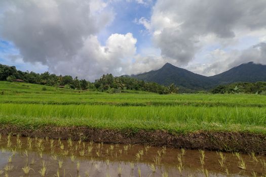 Jatiluwih and the landscape of Mount Batukaru Bali. Rice Field and Gunung Batukaru at Sunrise. Morning in rice terraces. Mt. Batukaru is the second highest mountain in Bali and is a dormant volcano.