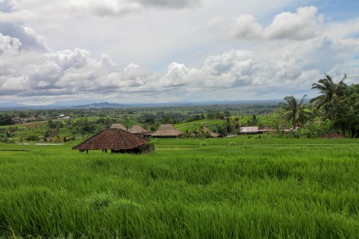 Beautiful landscape view of rice field with shelter for cows. View on a cowshed on rice terraces Stable for cattle among fields. Jatiluwih paddies in arc form, light green young rice. Bali, Indonesia.