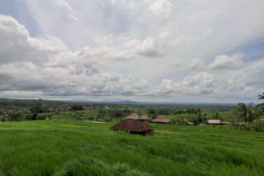Beautiful landscape view of rice field with shelter for cows. View on a cowshed on rice terraces Stable for cattle among fields. Jatiluwih paddies in arc form, light green young rice. Bali, Indonesia.