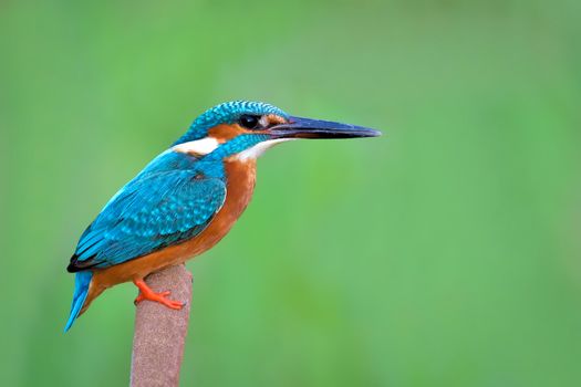 The common kingfisher, also known as the Eurasian kingfisher and river kingfisher, is a small kingfisher with seven subspecies recognized within its wide distribution across Eurasia and North Africa.