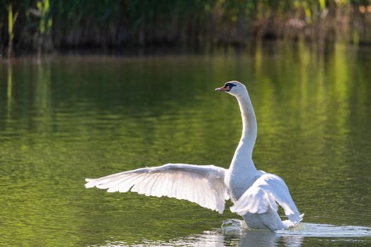 Big white swan flaps its wings swimming in the calm water of a river on a warm spring morning, image of big water bird