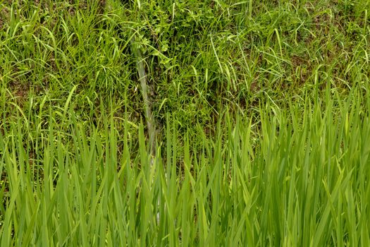 Lush green Balinese rice fields. Irrigation called subak, a traditional way of bringing water to the fields and rice terraces in the Jatiluwih area. Original method of irrigation.