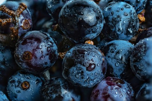 A close up shot of a purple grape with water droplets