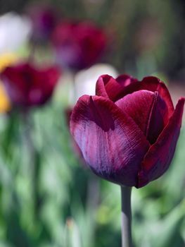 Field of beautiful blooming tulips