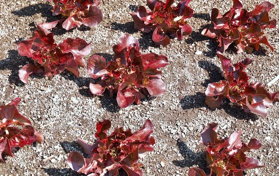 Young red salad plants growing in a field