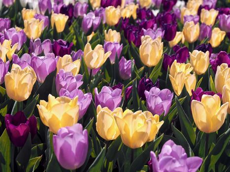 Field of beautiful blooming tulips