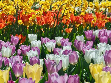 Field of beautiful blooming tulips