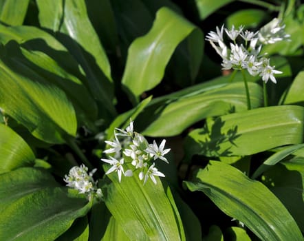 Fresh wild garlic, tasty plant