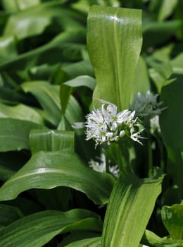 Fresh wild garlic, tasty plant