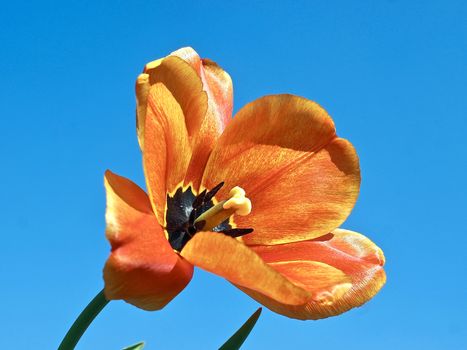 Macro of a single red open tulip in front of blue sky