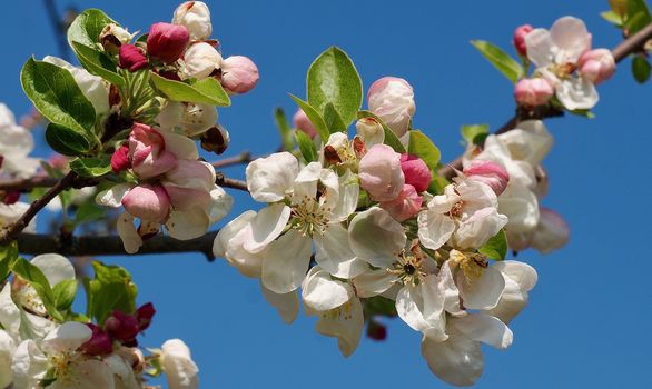 Beautiful macro of blossoms of an apple tree