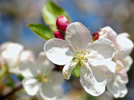 Beautiful macro of blossoms of an apple tree