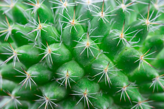 Close up view of a bright green cactus detail texture art