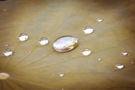 Water droplets on leaves