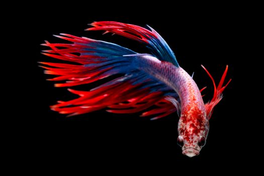 Siamese fighting fish, Betta splendens, Thailand blur