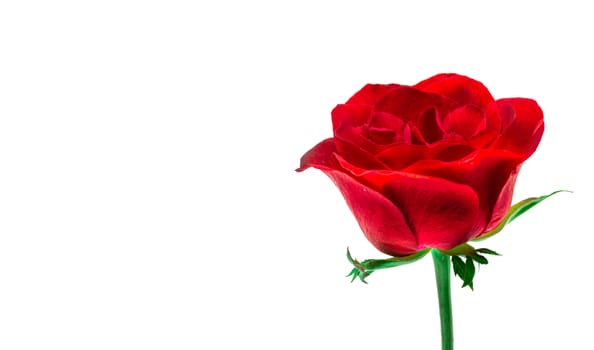 Red rose on a white background detail art love