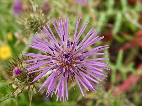 Beautiful pink Algarve thistle