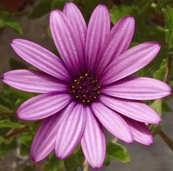 Beautiful pink Algarve daisy flower