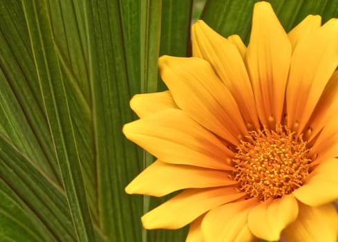 Beautiful yellow Algarve daisy flower