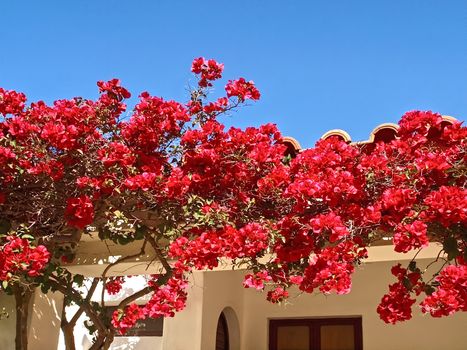 Beautiful red flowers at a house in front of blue sky