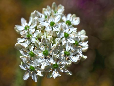 Macro of white blooming leek