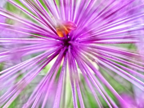 Macro of purple blooming leek