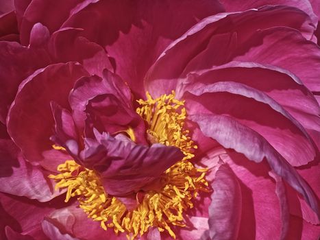 Macro of a pink peony rose flower