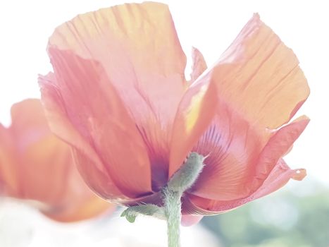 Macro of a red isolated poppy flower