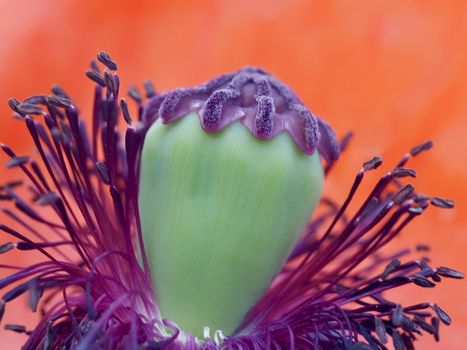 Macro of a red isolated poppy flower