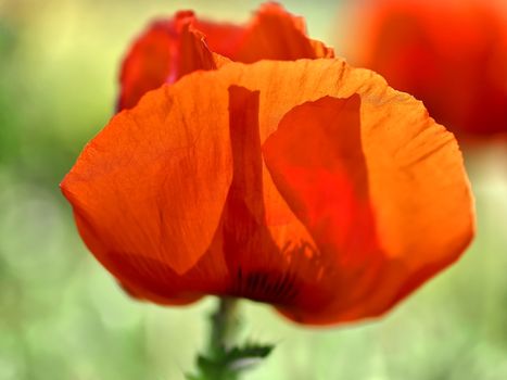 Macro of a red poppy flower in a field