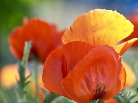 Macro of a red isolated poppy flower