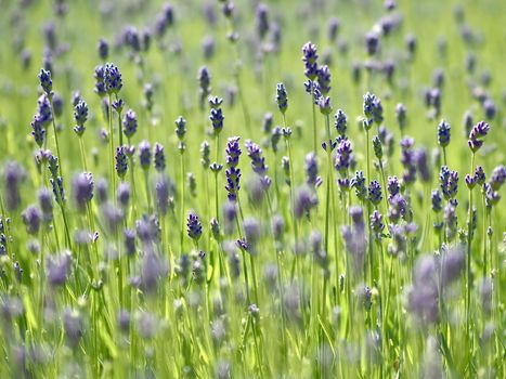 Macro of a blooming lavender field