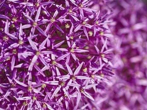 Macro of purple blooming leek