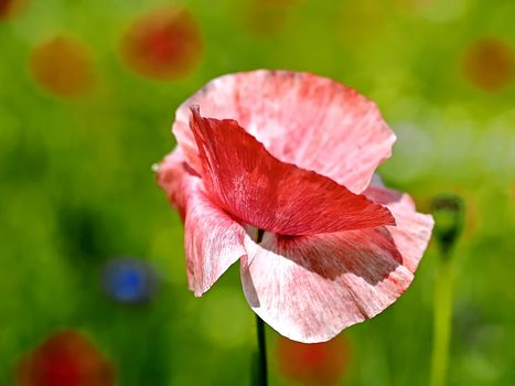 Macro of a red isolated poppy flower