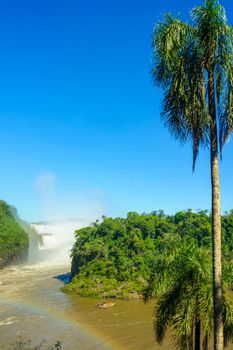 Palm trees and the Iguazu waterfalls, in the Iguazu National Park, on the border of Argentina and Brazil. Argentinian side