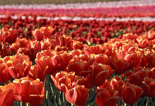 Field of beautiful blooming tulips for agriculture