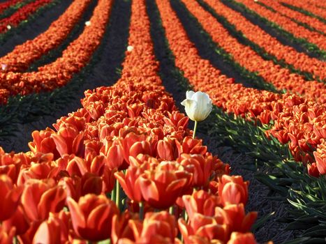 Field of beautiful blooming tulips for agriculture