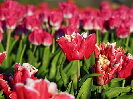 Field of beautiful blooming tulips for agriculture in Grevenbroich in Germany