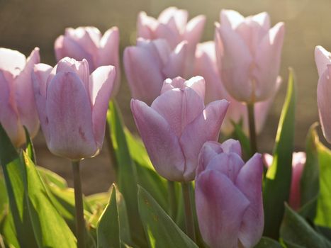 Field of beautiful blooming tulips for agriculture