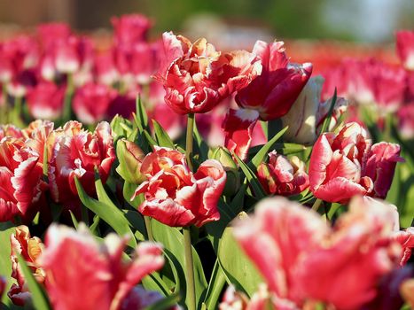 Field of beautiful blooming tulips for agriculture in Grevenbroich in Germany