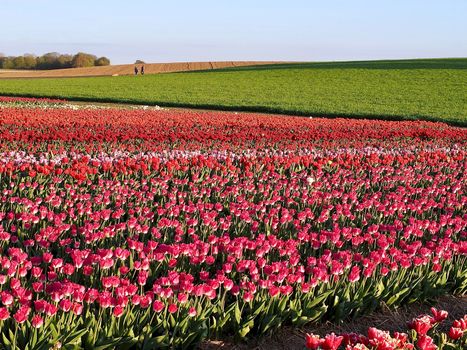 Field of beautiful blooming tulips for agriculture in Grevenbroich in Germany