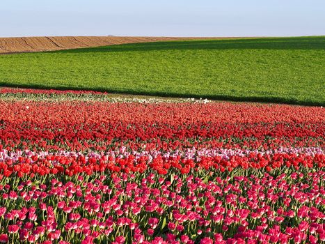 Field of beautiful blooming tulips for agriculture in Grevenbroich in Germany